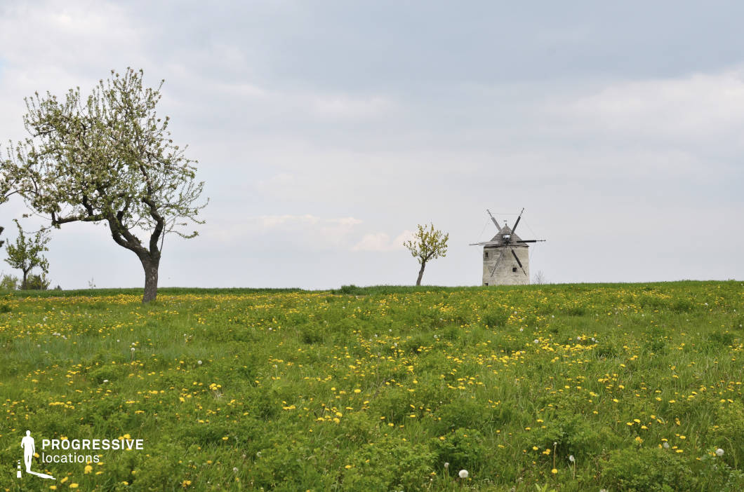 This idyllic countryside scene features a charming stone windmill standing atop a gently sloping meadow blanketed in vibrant yellow wildflowers. Two blossoming trees frame the windmill, adding a picturesque touch to the rural setting. The windmill’s weathered structure and intact blades evoke a sense of history and simplicity, perfectly complementing the natural surroundings. The expansive greenery and the soft undulation of the terrain enhance the peaceful and timeless character of this location, making it suitable for pastoral and nostalgic visual projects.