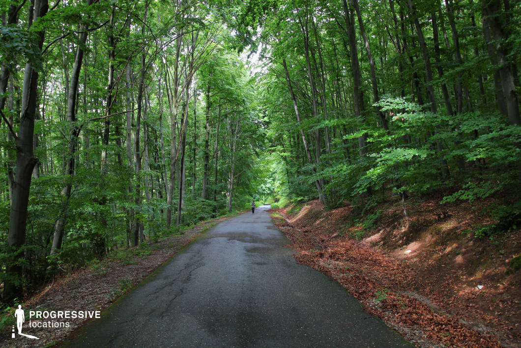 A peaceful road stretches through a dense forest, flanked by tall, straight trees forming a natural canopy overhead. The lush green foliage dominates the composition, with dappled light filtering through the leaves. The asphalt road, wet and reflective, adds a sense of calm after rainfall. This serene and enclosed location is well-suited for scenes of tranquility, introspection, or hidden journeys through nature. The vivid contrast of the vibrant greens and earthy tones of the forest floor enhances the atmosphere's depth and immersion.