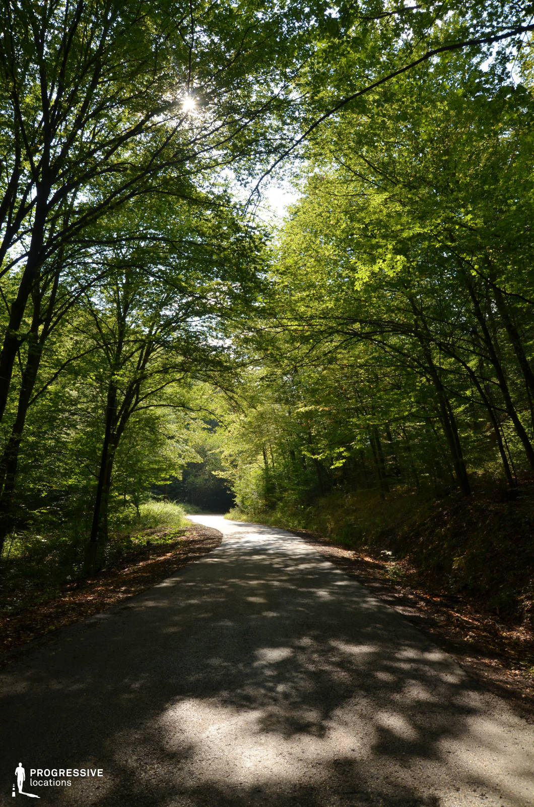 This image presents a serene paved road winding through a dense forest, where tall trees form a natural canopy overhead. The sunlight filters through the leaves, casting dynamic patterns of light and shadow onto the road surface, creating a peaceful and visually rich atmosphere. The lush greenery envelops the scene, with layers of foliage in varying shades of green providing depth and texture. The road gently curves into the distance, inviting exploration and adding a sense of mystery. This location is ideal for scenes evoking calmness, introspection, or a connection to nature.