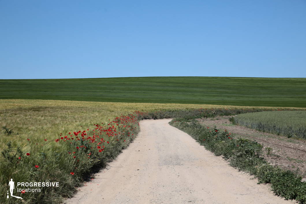 This image highlights a narrow gravel road flanked by vibrant green fields and scattered red poppies. The foreground showcases the road's textured surface, while the midground features gently undulating fields of crops blending seamlessly into the horizon. The uniform green gradient of the distant field contrasts against the clear blue sky, creating a tranquil and picturesque rural landscape. The scattered poppies add a vibrant touch of color, enhancing the natural beauty. This setting is perfect for evoking peaceful, idyllic countryside vibes.