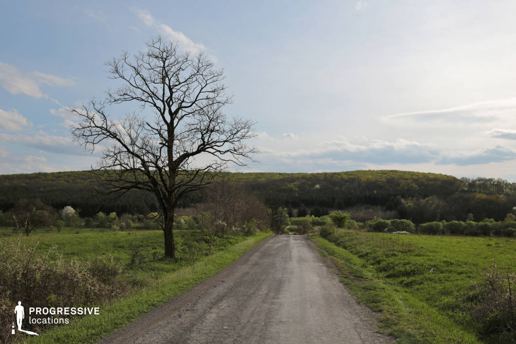 This image showcases a peaceful countryside road flanked by green fields and a prominent leafless tree on the left side. The paved road, with its slightly worn surface, stretches into the distance, surrounded by scattered shrubs and gently rolling hills. The background features a dense forest with varying shades of green, contrasting with the open fields in the foreground. The soft lighting and expansive sky enhance the calm, pastoral mood, making this an ideal location for settings focused on simplicity and rural tranquility.
