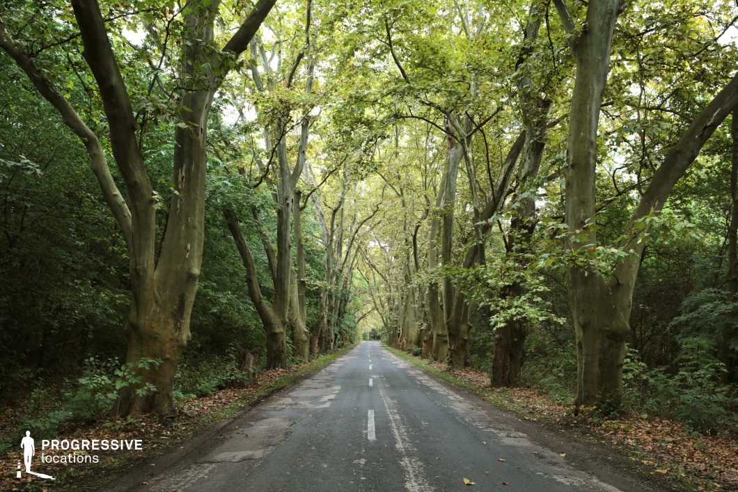 A straight country road lined with lush trees creates a picturesque natural corridor. The dense canopy of foliage on either side forms a tunnel-like effect, with dappled light illuminating the asphalt below. The vivid greens of the trees and undergrowth dominate the scene, providing a calming and immersive environment. Perfect for tranquil, idyllic, or introspective storytelling settings.