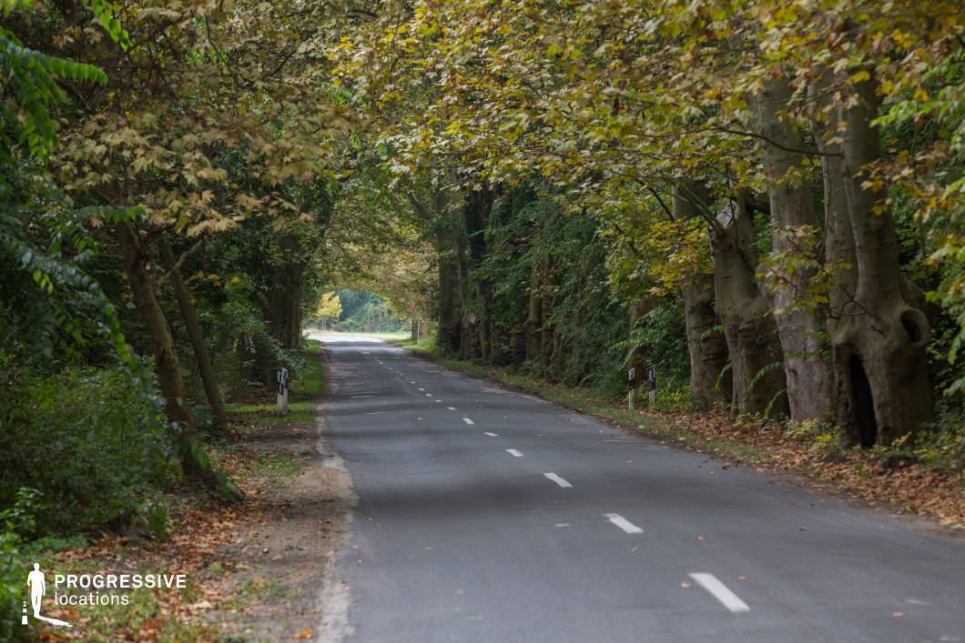 This picturesque road winds through a dense forest, shaded by a canopy of mature trees whose trunks line the roadside like natural sentinels. The interplay of dappled sunlight filtering through the leaves and the shadows cast onto the pavement creates a serene and inviting atmosphere. The road, with its well-maintained surface and clear markings, provides a practical yet visually engaging setting for scenes involving travel, reflection, or quietude. The surrounding foliage, rich with shades of green and hints of seasonal yellow, frames the path, giving it an enclosed and intimate feel. This location is ideal for capturing sequences that highlight the natural beauty of wooded landscapes or emphasize a tranquil journey through nature. The overhanging branches add depth and dimension, making the setting versatile for cinematic storytelling and photography.