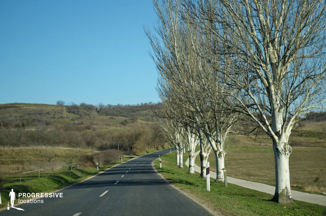 This countryside road is flanked by a row of stark, leafless trees, their white trunks and intricate branches creating a striking visual rhythm along the roadside. The road itself is well-paved and gently curves through the open landscape, framed by grassy verges and rolling hills in the distance. The clean lines of the road markings and the sparse fencing add a sense of order and clarity to the scene, contrasting with the untamed natural surroundings. The open sky and the barren trees evoke a transitional seasonal atmosphere, enhancing the setting's potential for contemplative or reflective scenes. The visual simplicity and the balance between natural and man-made elements make this location ideal for storytelling that emphasizes journeys, solitude, or the beauty of rural environments.