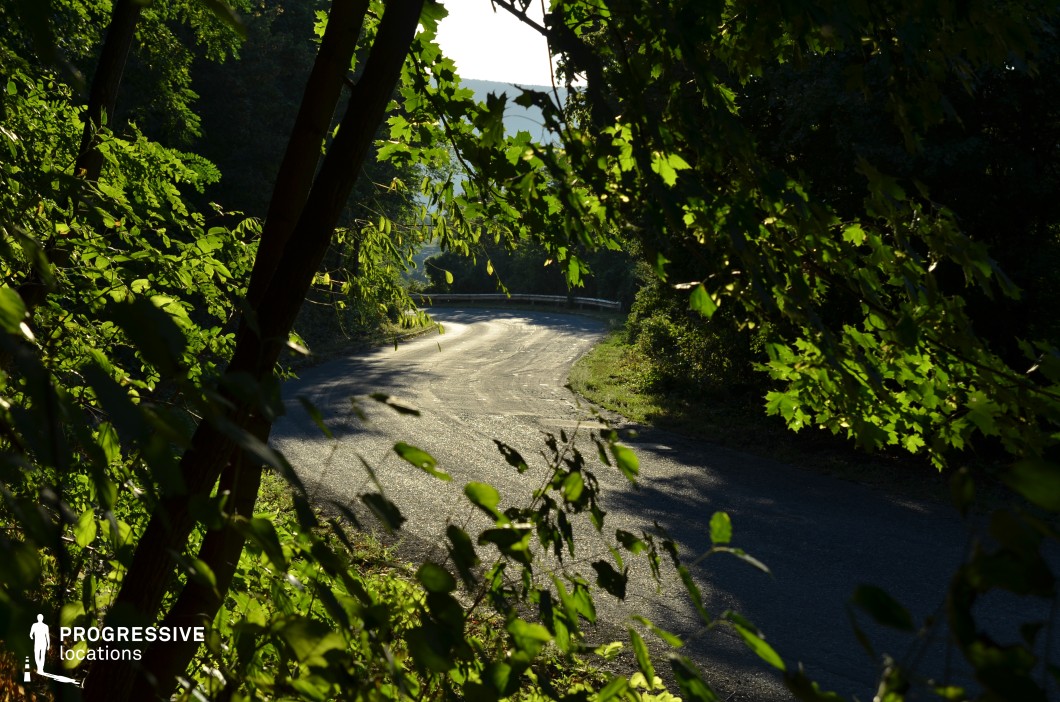 This image showcases a secluded, curving road enveloped by dense greenery, with overhanging branches forming a natural frame in the foreground. The interplay of light and shadow on the asphalt enhances the depth and texture of the winding path, which disappears into the distance, adding a sense of mystery. The foliage, rich with vibrant green hues, contrasts with the smooth road surface, creating a visually immersive woodland setting. This location is ideal for suspenseful thrillers, road trip narratives, or dramatic sequences that require a hidden, atmospheric, and immersive forest environment.