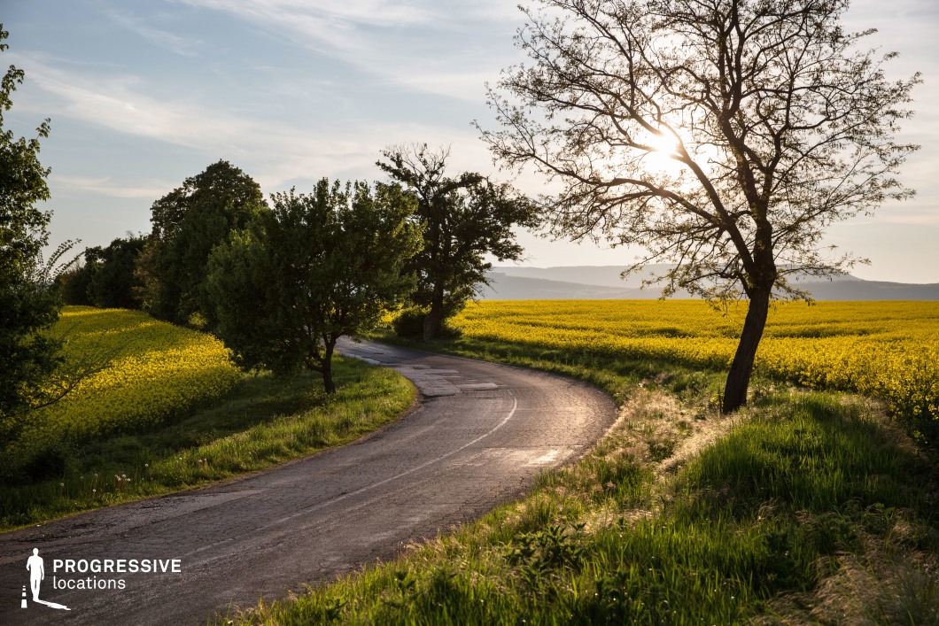 This image captures a gently curving rural road meandering through vast, golden rapeseed fields, framed by scattered trees. The aged asphalt surface, with visible cracks and faded markings, enhances the rustic and timeless appeal of the setting. Soft sunlight filters through the branches, casting long shadows and highlighting the natural contours of the landscape. The rolling hills in the background provide depth and scale, creating a harmonious blend of open fields and lush greenery. This location is ideal for road trip sequences, nostalgic dramas, or reflective storytelling, offering a cinematic countryside backdrop rich in warmth and tranquility.