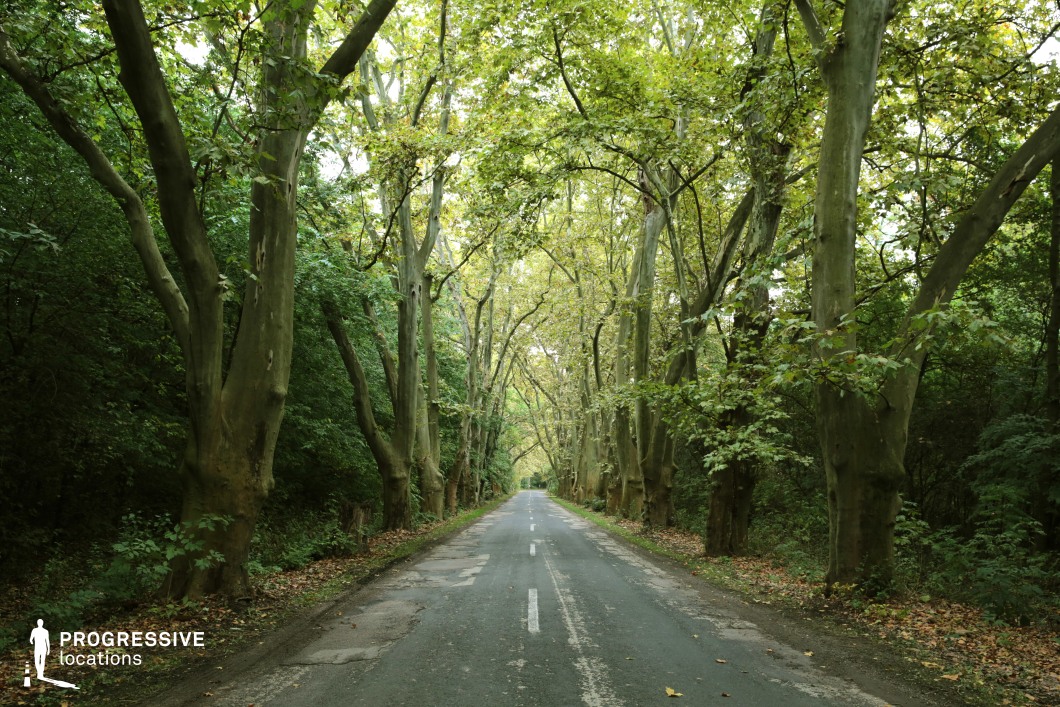 This image captures a serene, narrow road enclosed by towering trees that form a natural canopy overhead. The aged asphalt surface, with visible cracks and patches, adds a rustic charm, blending seamlessly with the surrounding dense green foliage. The symmetrical alignment of trees creates a tunnel-like perspective, drawing the eye toward a vanishing point in the distance. Scattered fallen leaves on the roadside hint at the passage of time, reinforcing the secluded, almost mystical atmosphere. This location is ideal for atmospheric thrillers, introspective road trip sequences, or dramatic storytelling requiring a visually immersive and isolated woodland setting.