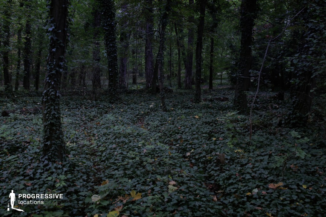 The image captures a dense forest where the ground is entirely covered in ivy, creating a lush but unsettling atmosphere. Tall trees with trunks wrapped in climbing vines contribute to the enclosed, almost labyrinthine feel of the woodland. The deep green tones dominate the scene, with scattered fallen leaves adding subtle contrast. The overgrown vegetation and lack of a clear path enhance the sense of mystery and isolation. This location is ideal for horror, fantasy, or psychological thriller productions, serving as a perfect setting for eerie woodland encounters, supernatural elements, or unsettling moments of getting lost in nature.