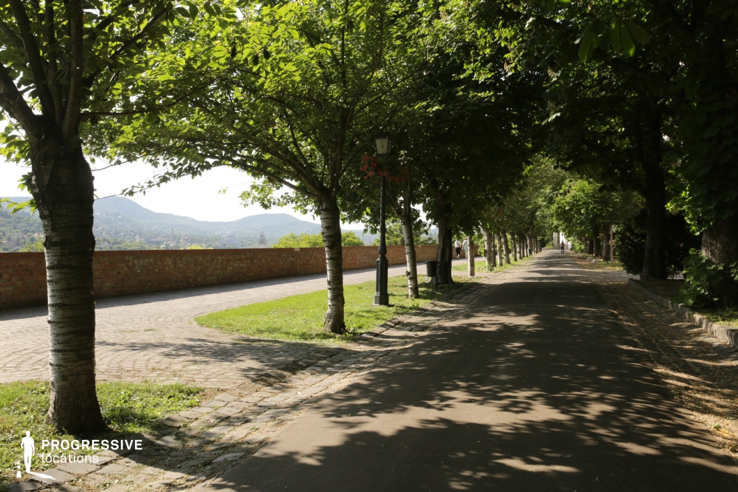 Tree lined pathway beside brick wall, photography and film location with strong linear perspective