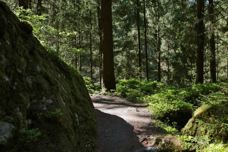 Mysterious Forests of Austria for Film and Photo Shoots