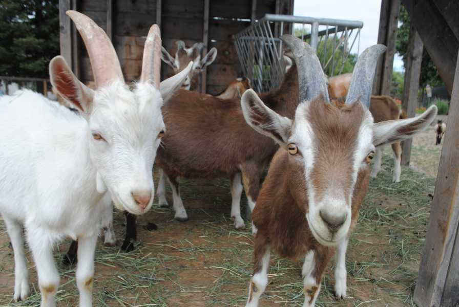 Goatlandia Farm Animal Sanctuary and Education Center