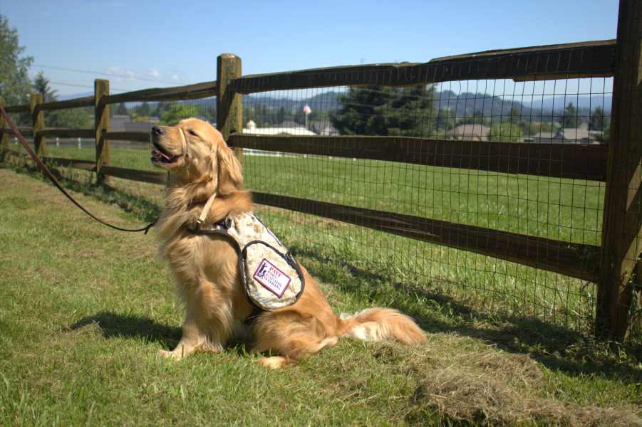 Paws Assisting Veterans