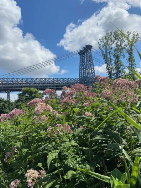Lower East Side Ecology Center