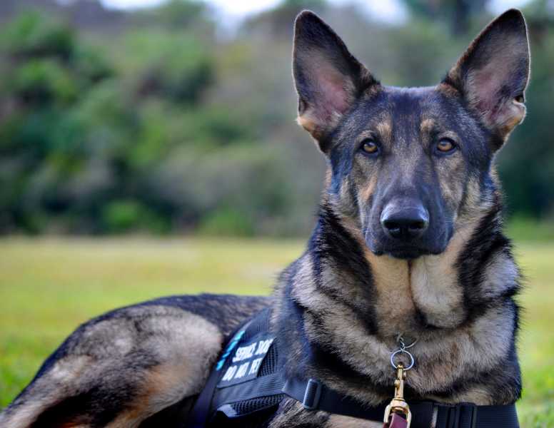 GUARDIAN ANGELS MEDICAL SERVICE DOGS INC cover
