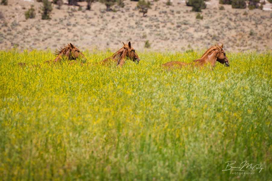 Mountain Valley Horse Rescue