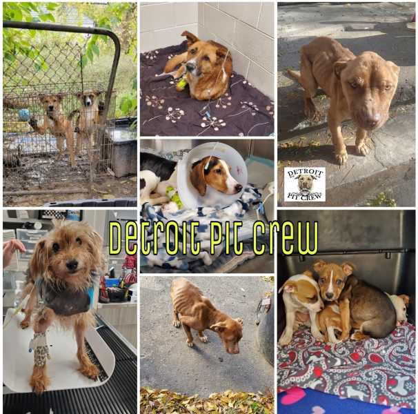 Detroit Pit Crew Dog Rescue