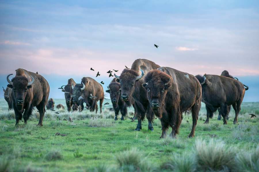SOUTHERN PLAINS LAND TRUST cover