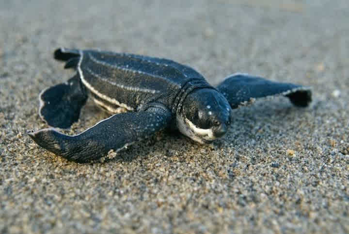 SEE Turtles