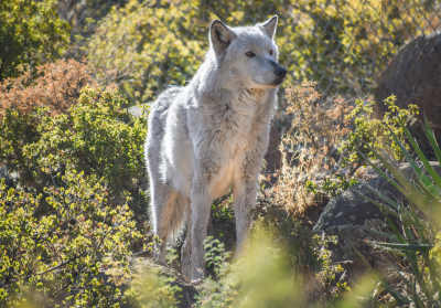 Photo 5 from Keepers of the Wild