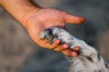 Photo 11 from National Service Animals Monument Corporation