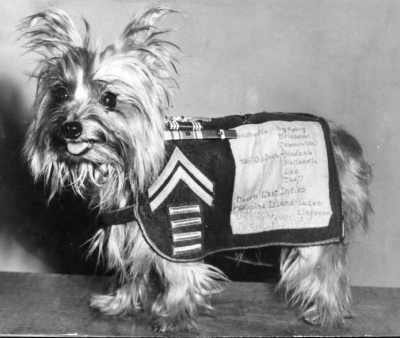 Photo 12 from National Service Animals Monument Corporation