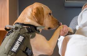 Photo 13 from National Service Animals Monument Corporation
