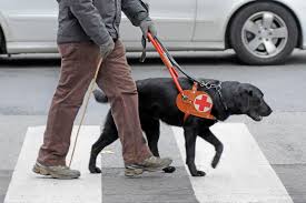 Photo 16 from National Service Animals Monument Corporation