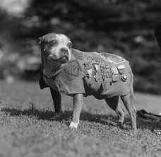 Photo 18 from National Service Animals Monument Corporation
