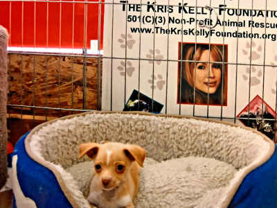 Photo 16 from The Kris Kelly Foundation