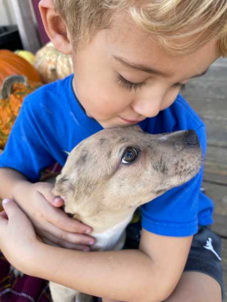 Photo 1 from Three Little Pitties Rescue