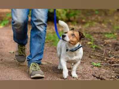 A Walk Fur Fun