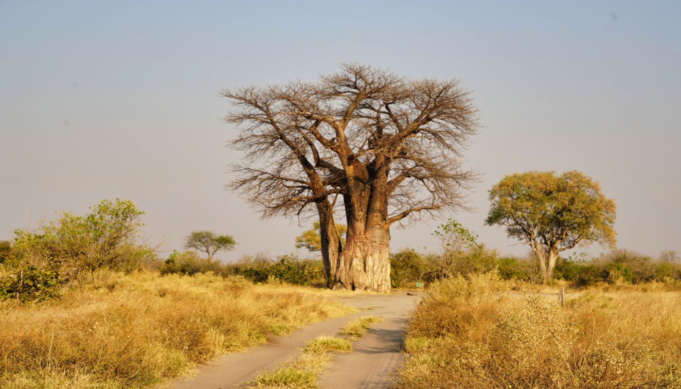 Landscape of Botswana