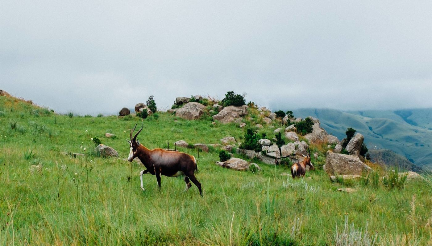 Landscape of Swaziland