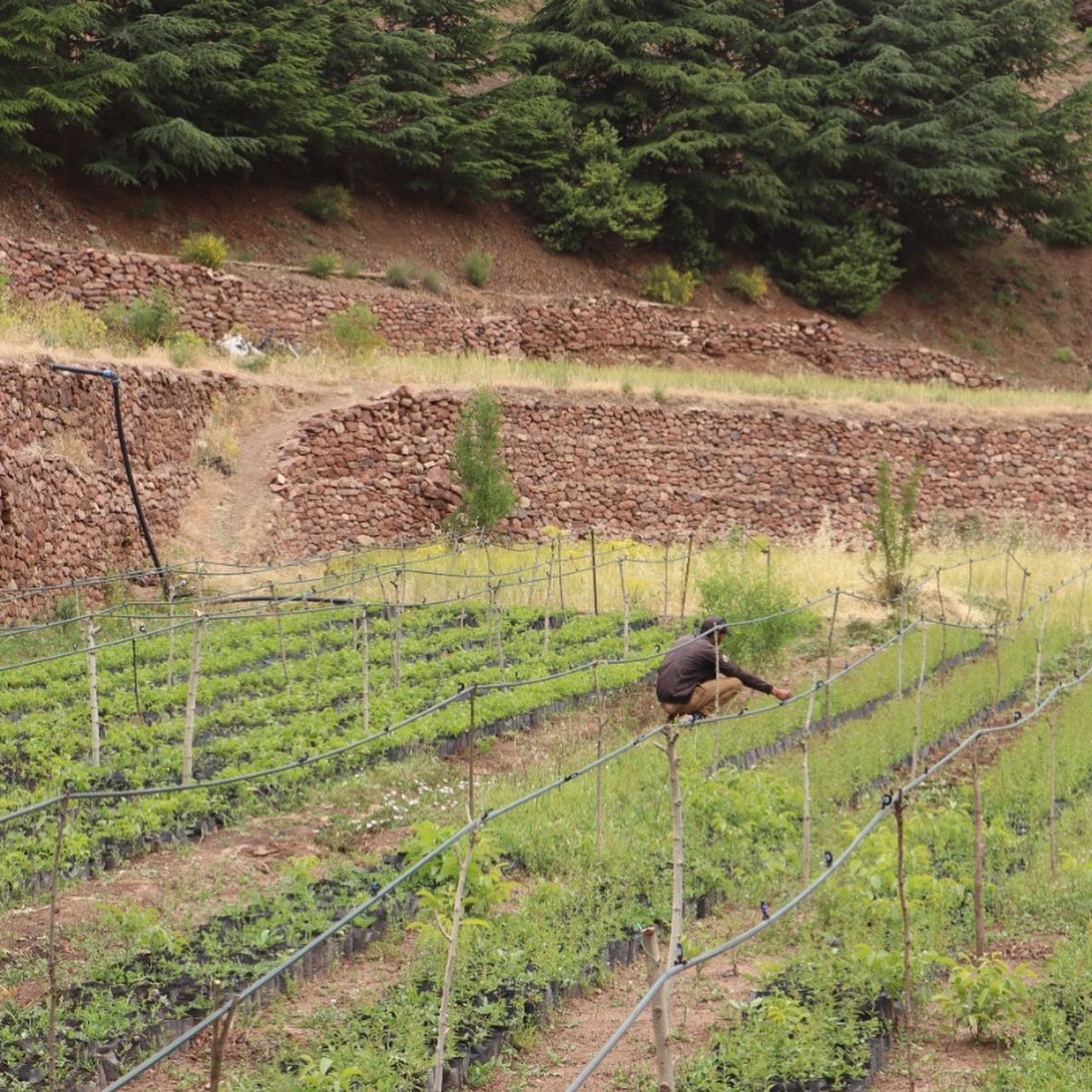 Photo 3 from High Atlas Foundation