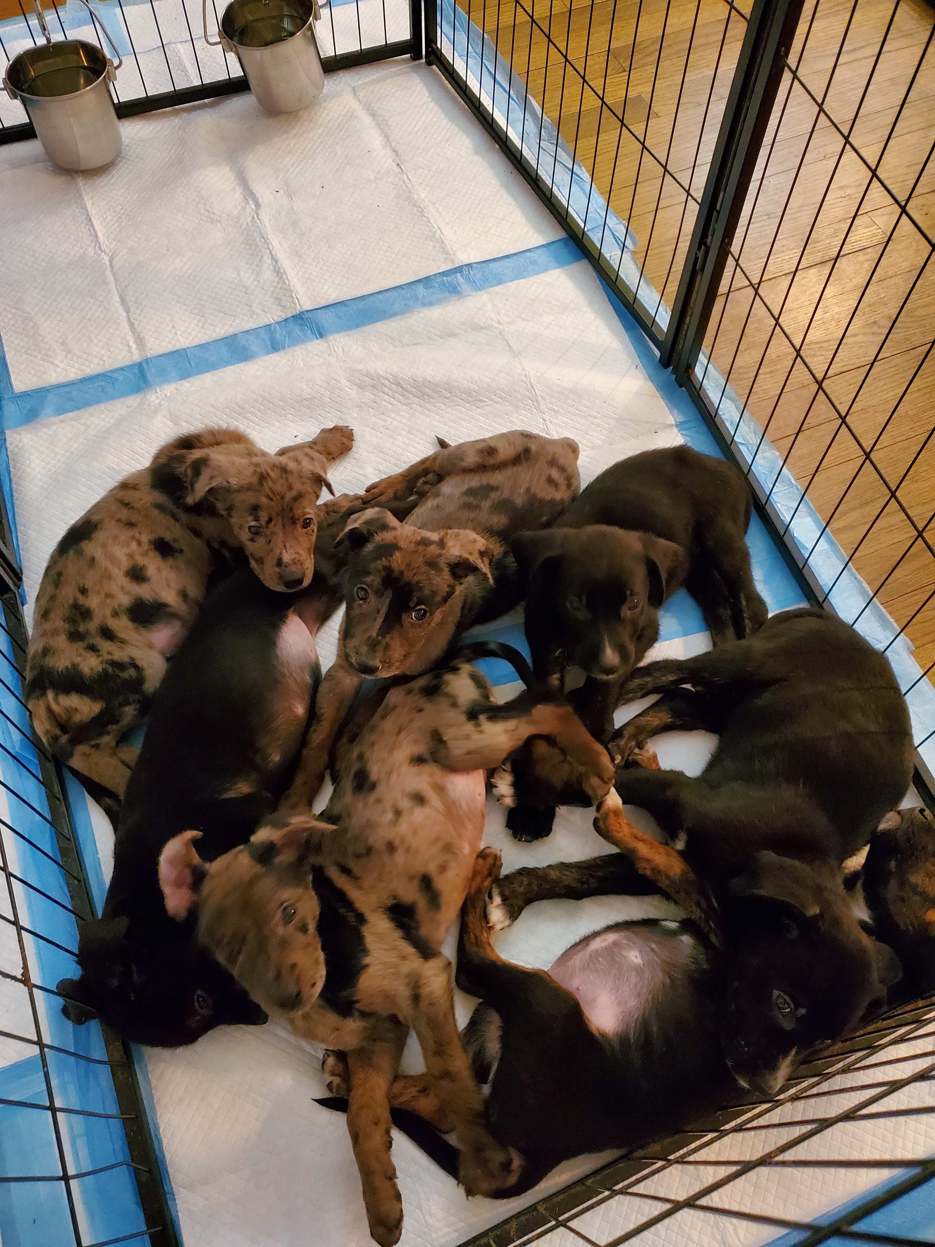Photo 6 from Pawsitive Possibilities Rescue Inc