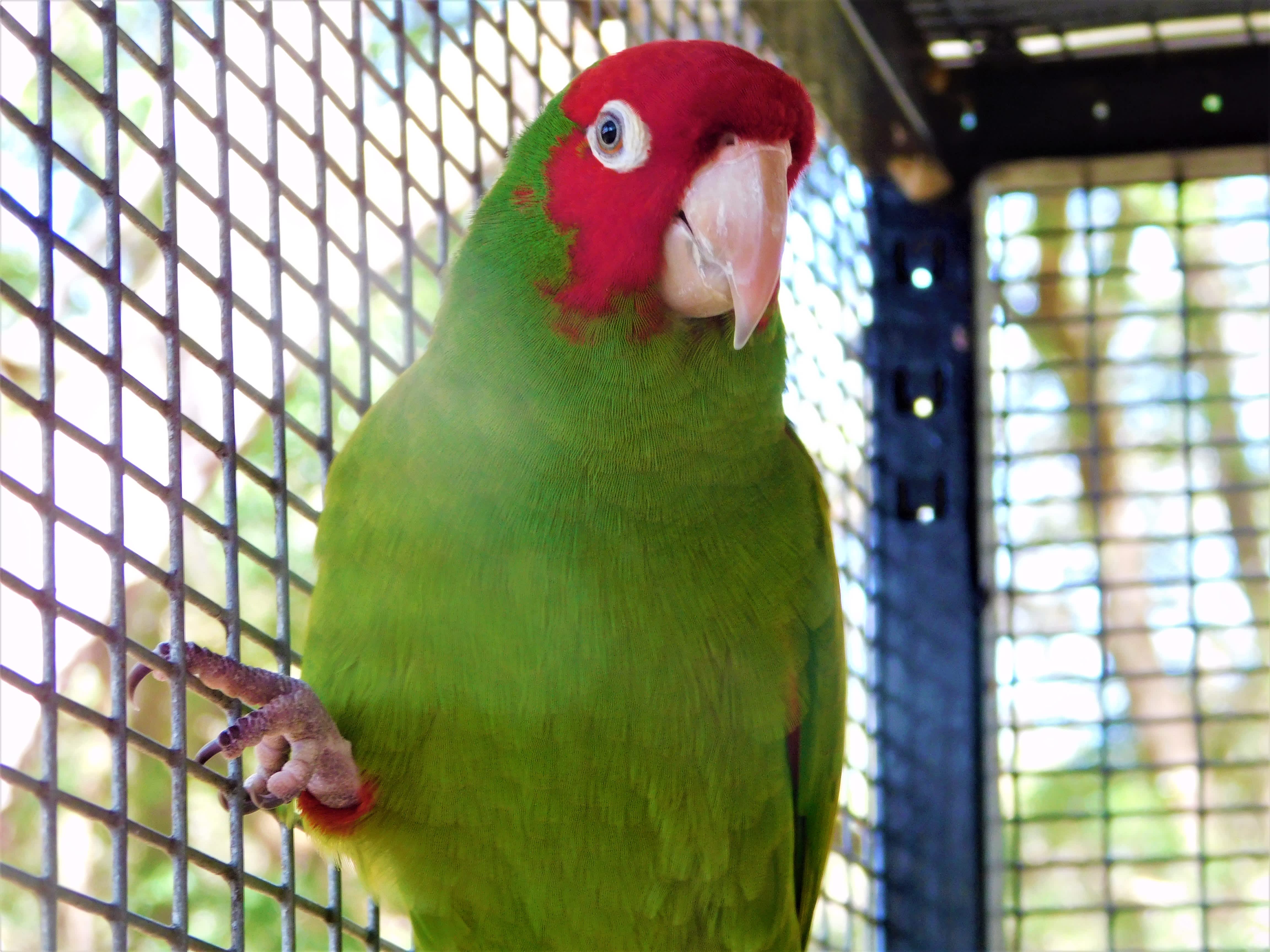 Photo 3 from Ziggys Haven Bird Sanctuary, Inc.