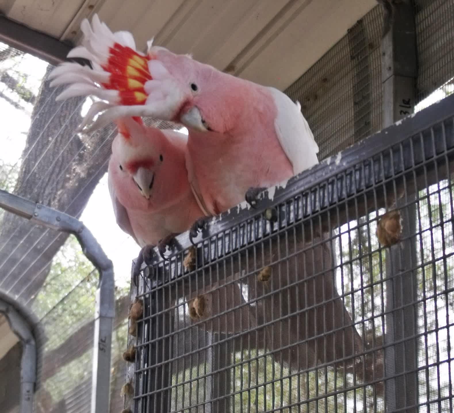 Photo 9 from Ziggys Haven Bird Sanctuary, Inc.