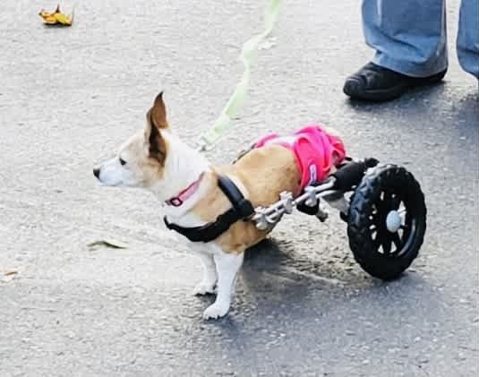 Photo 3 from Oregon Friends of Shelter Animals