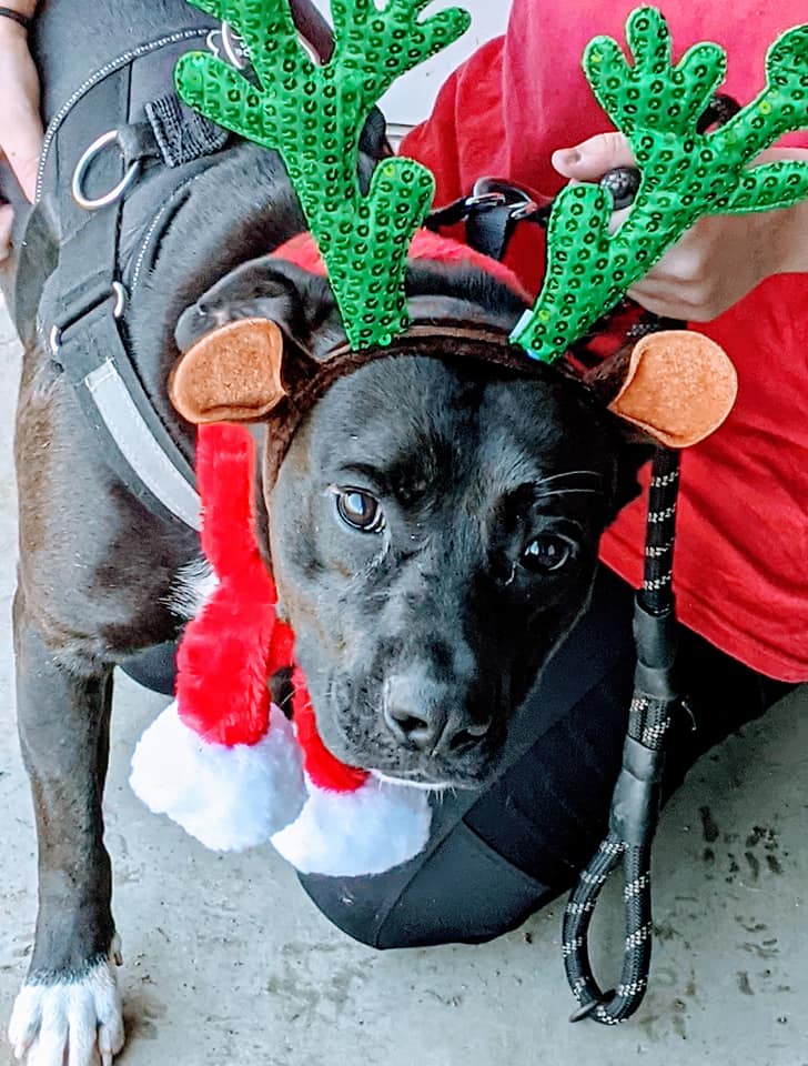 Photo 13 from WILLISTON ANIMAL GROUP INC