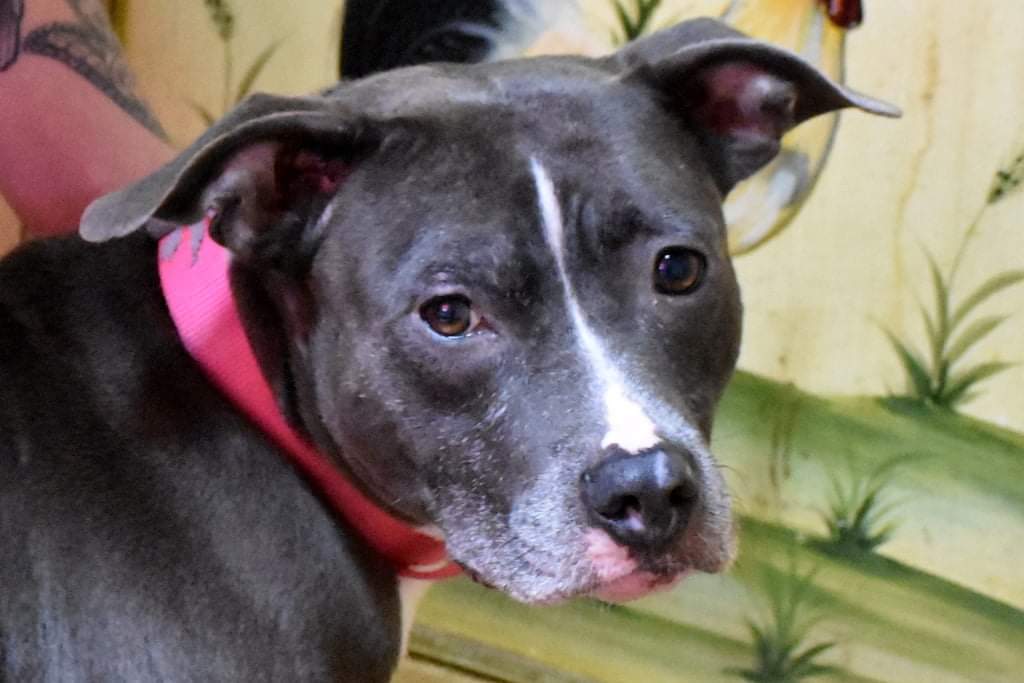 Photo 1 from Trail of Hope Animal Rescue Inc