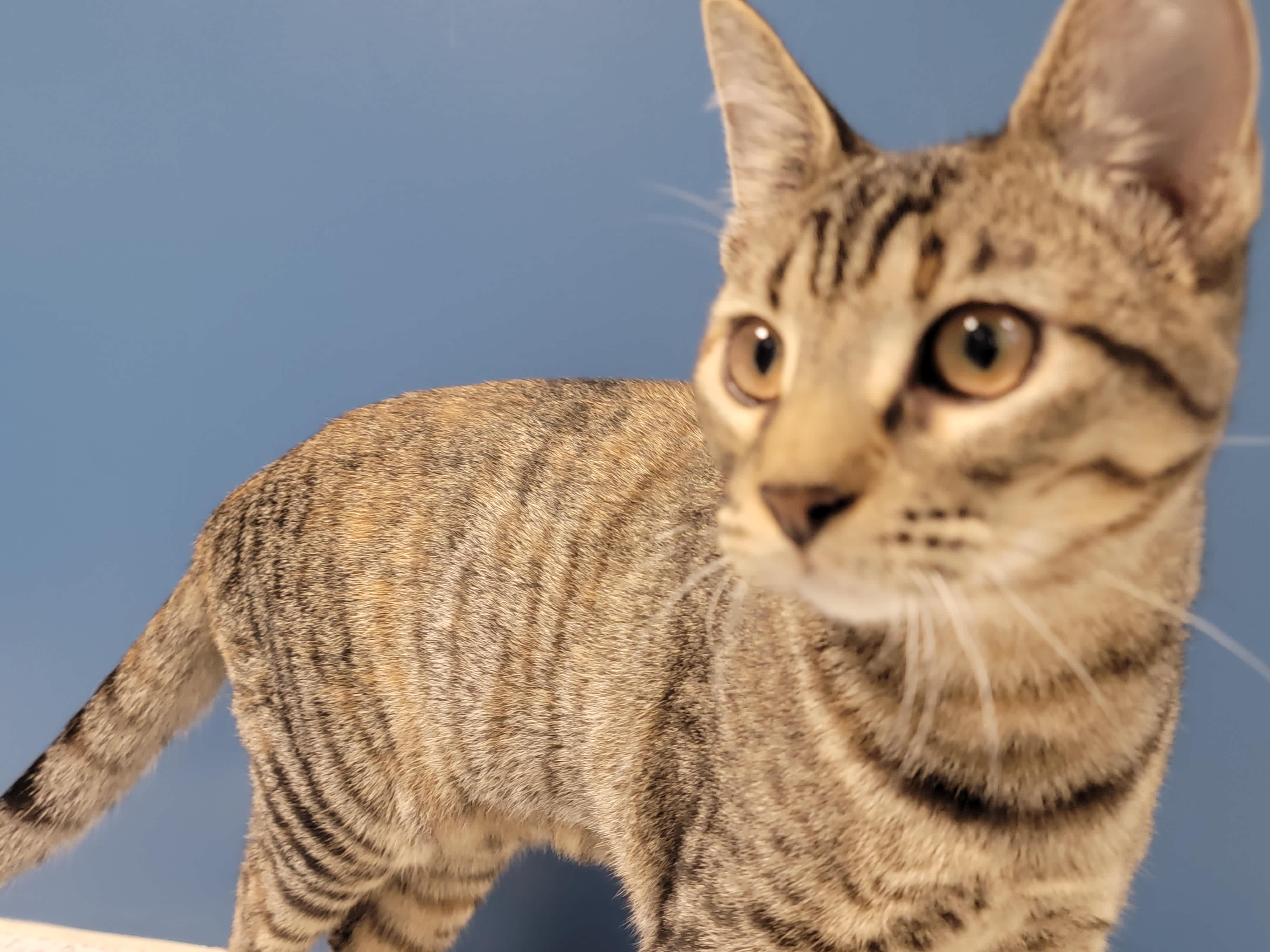 Photo 2 from Wellington Humane Society Inc