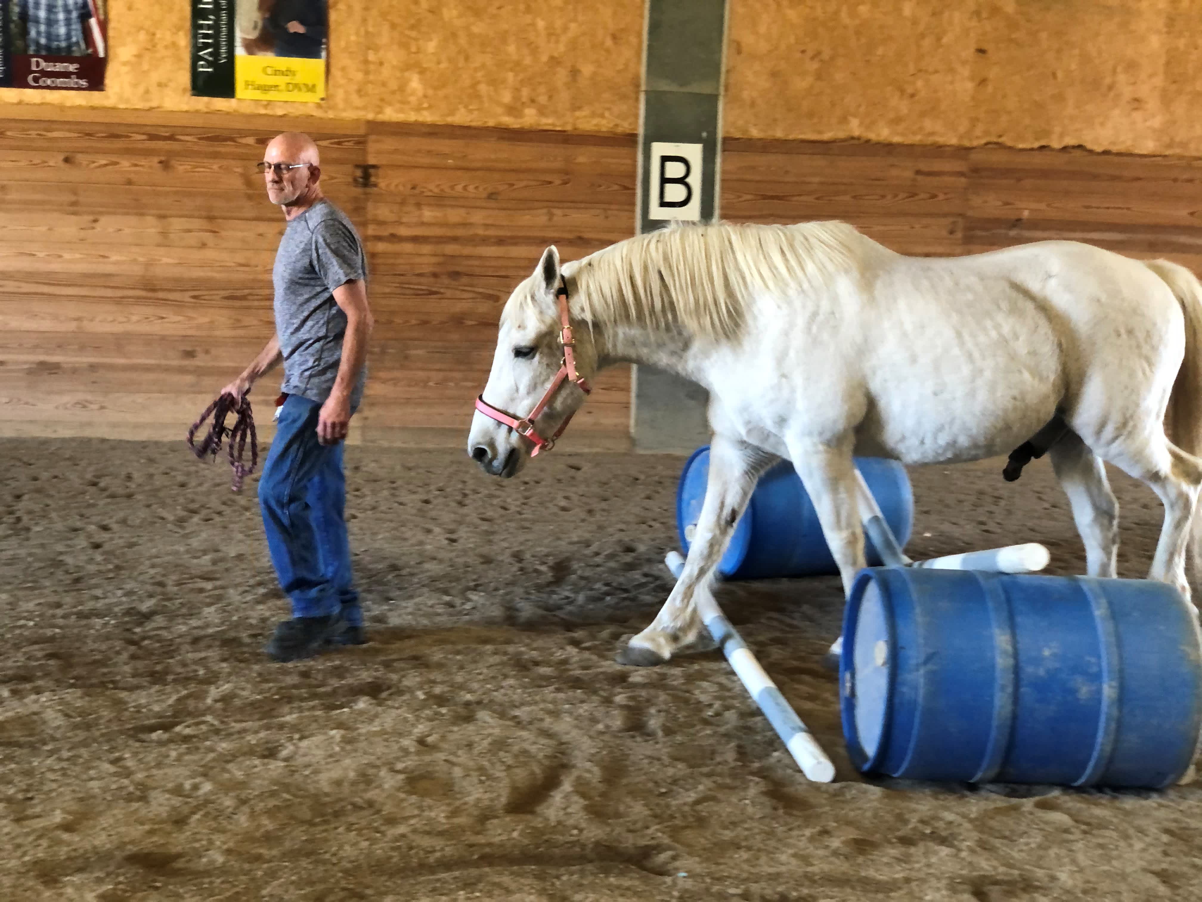 Photo 3 from CHILDREN HORSES & ADULTS IN PARTNERSHIP (CHAPS)
