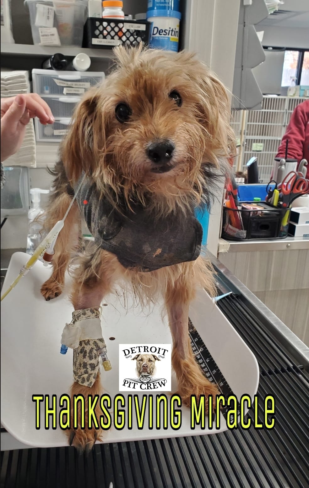 Photo 3 from Detroit Pit Crew Dog Rescue