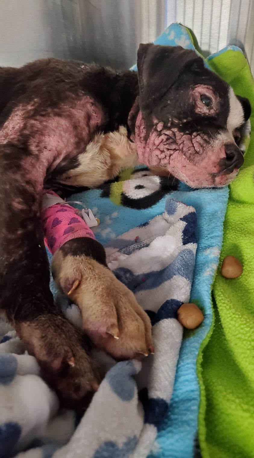Photo 9 from Detroit Pit Crew Dog Rescue