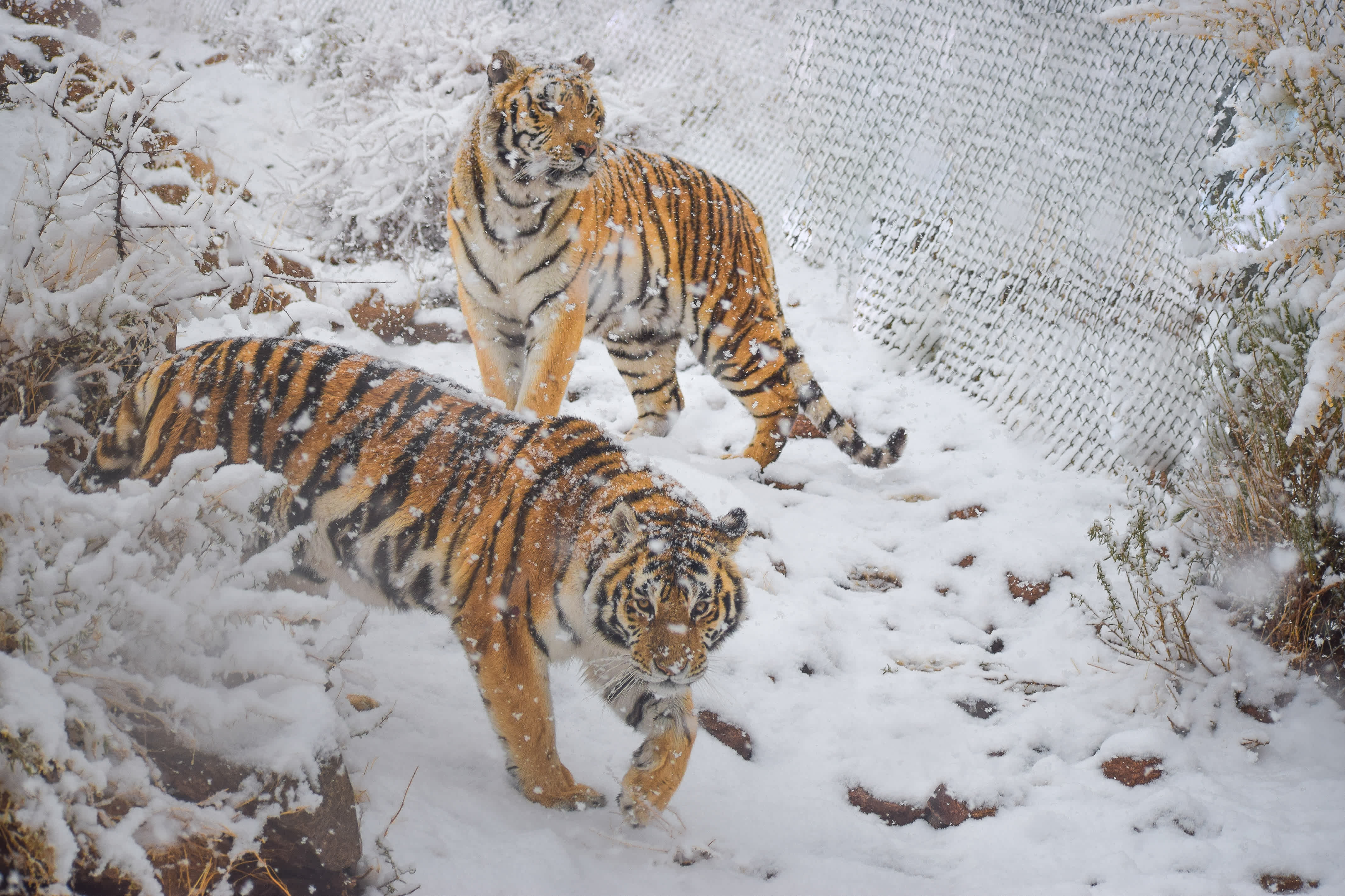 Photo 1 from Keepers of the Wild