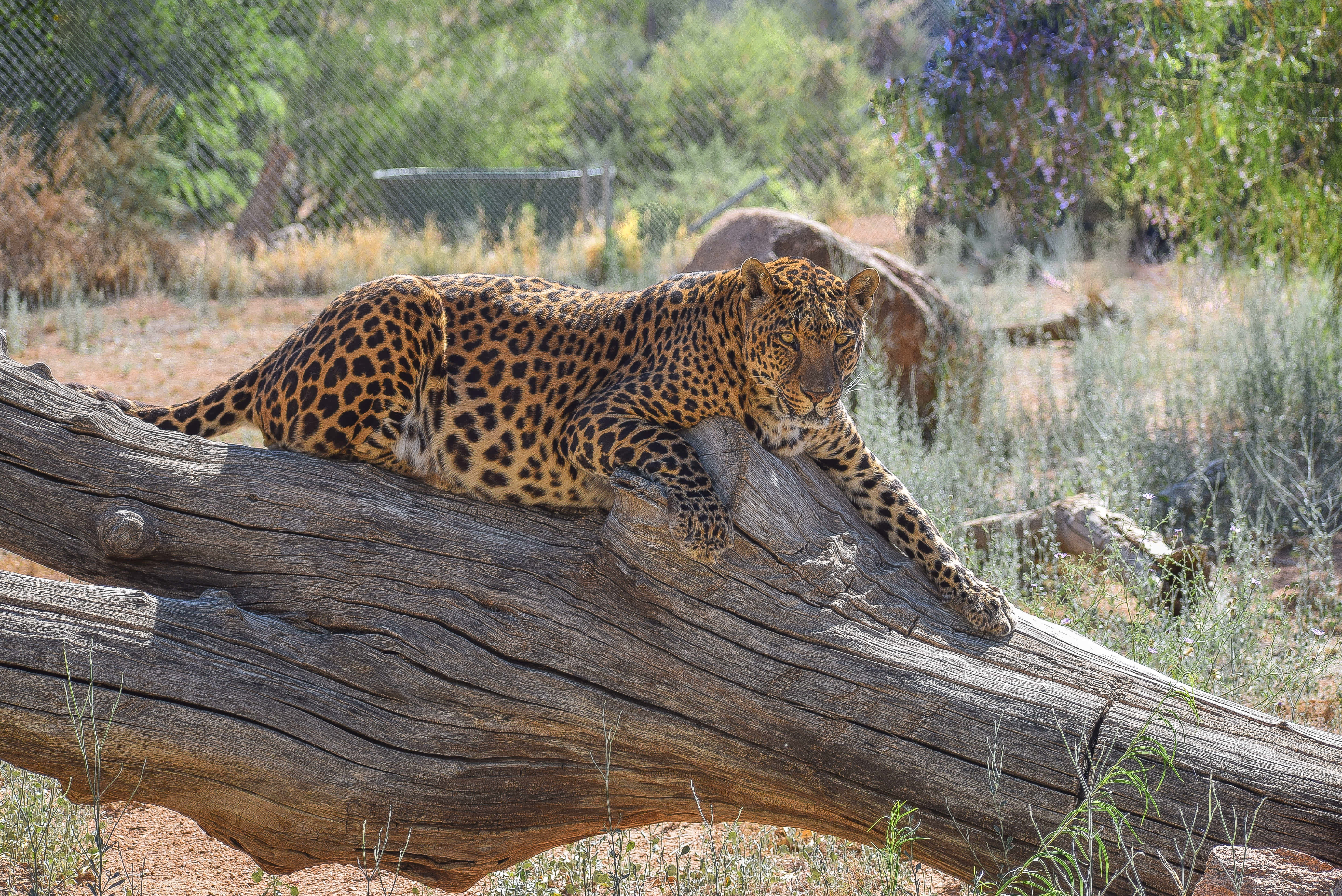 Photo 3 from Keepers of the Wild