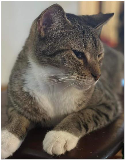 Photo 1 from Duette Animal Rescue Team, Inc.