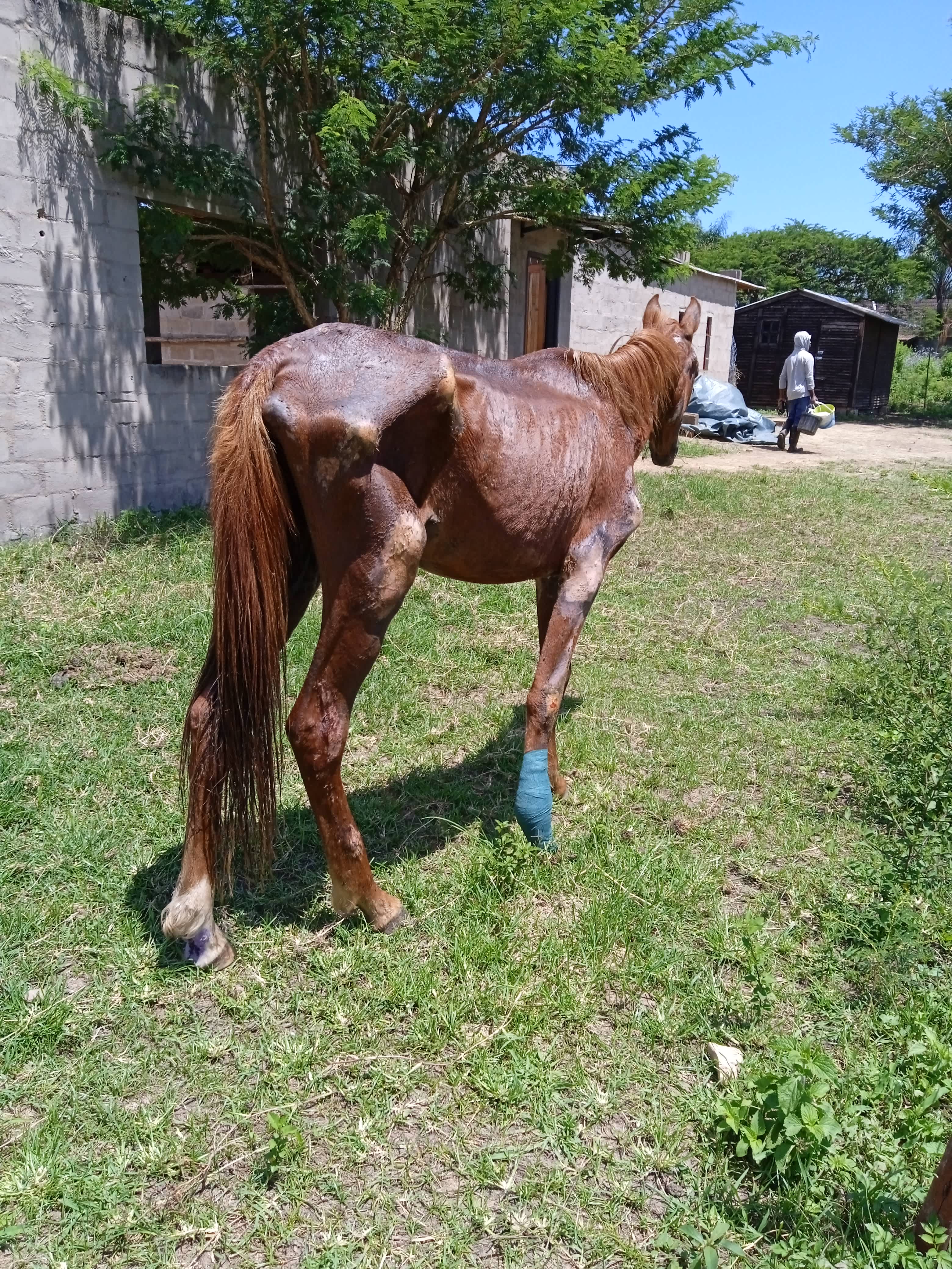Photo 6 from Divinity Sanctuary for Equines
