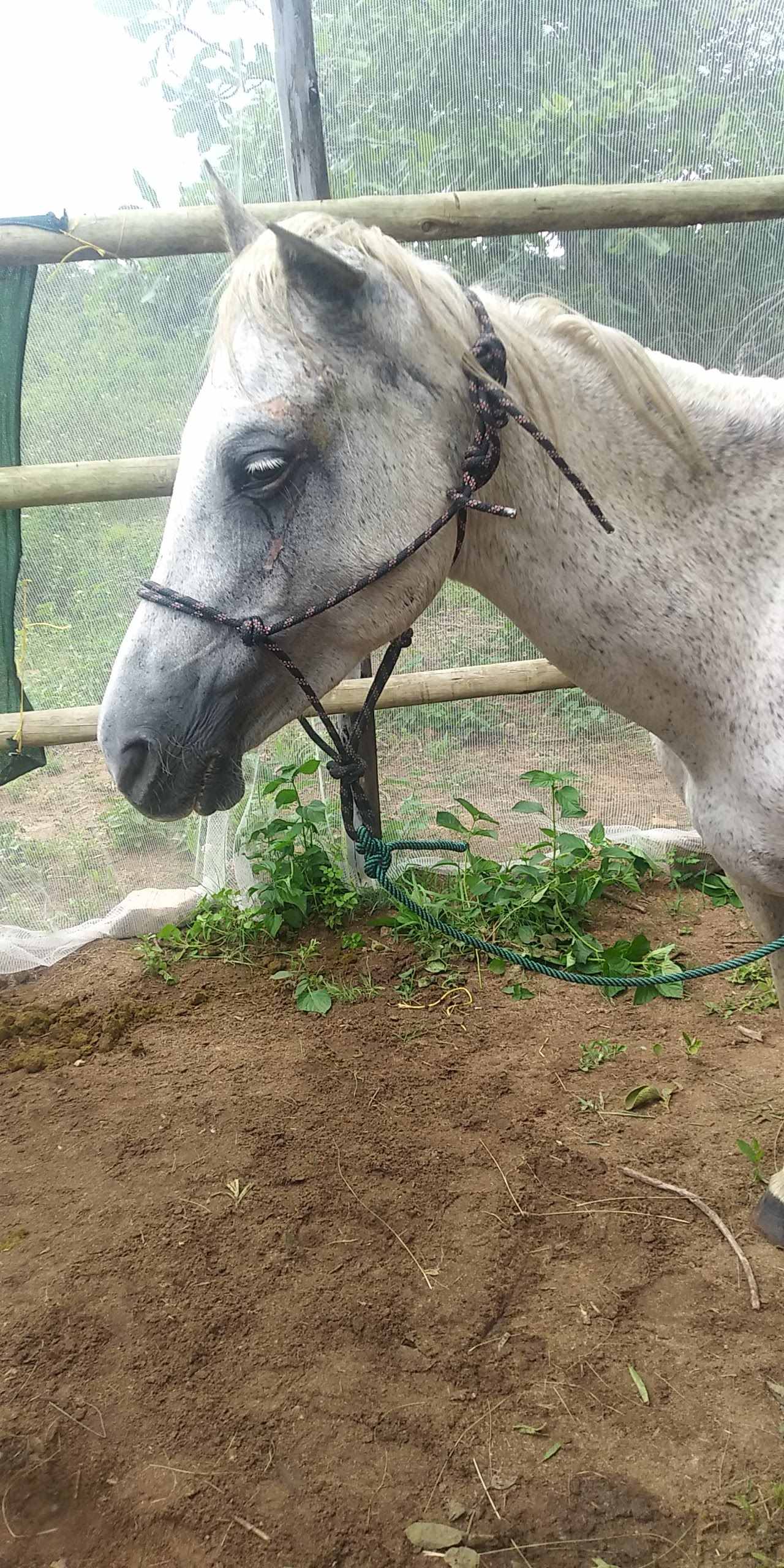 Photo 8 from Divinity Sanctuary for Equines