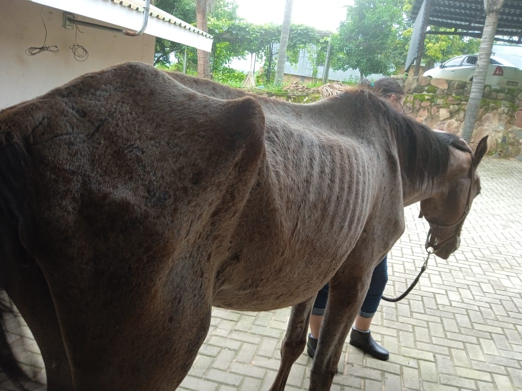 Photo 12 from Divinity Sanctuary for Equines